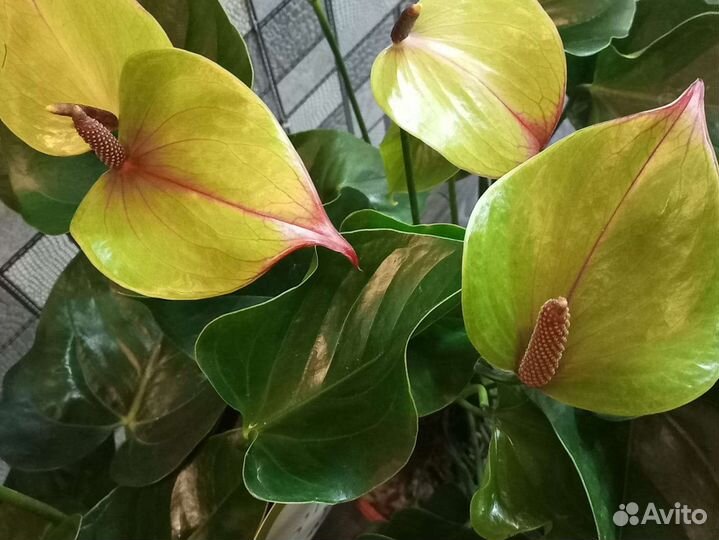 Антуриумы сортовые