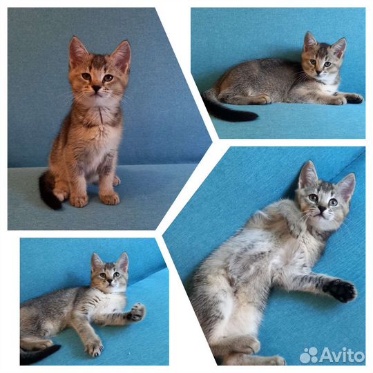 Котята Чаузи