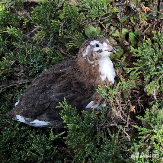 Инкубационное яйцо и несушки перепела Селадон