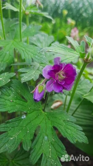 Многолетняя махровая герань