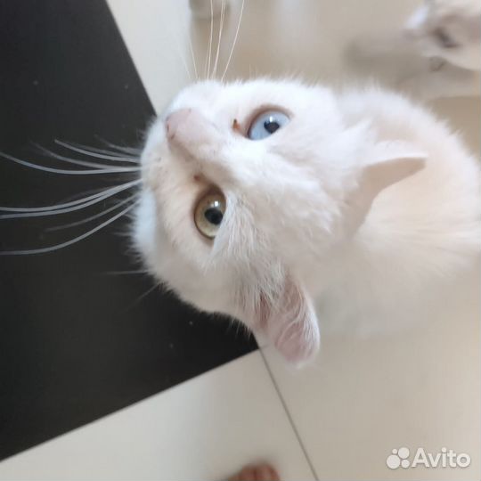 Кошка и котенок