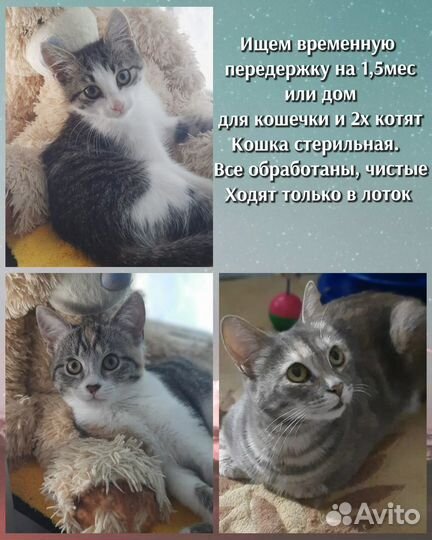 Кошка в дар