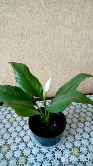 Спатифиллум