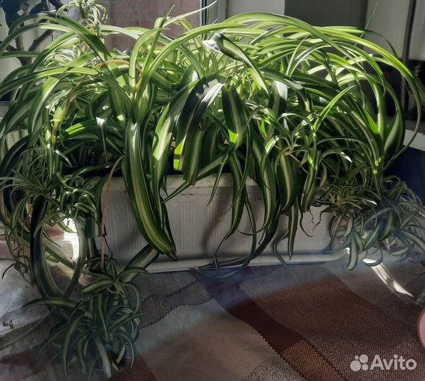 Цветы(хлорофитум)