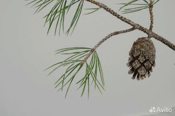 Акварельная картина 