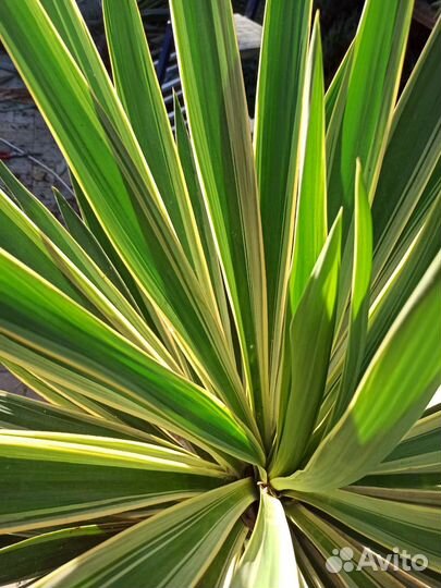 Юкка славная глориоза вариегатная