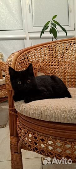 Коьенок девочка