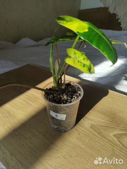 Филодендрон бурле макс вариегатный