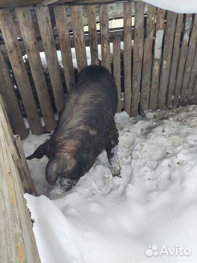 Хряк Гоша Дюрок