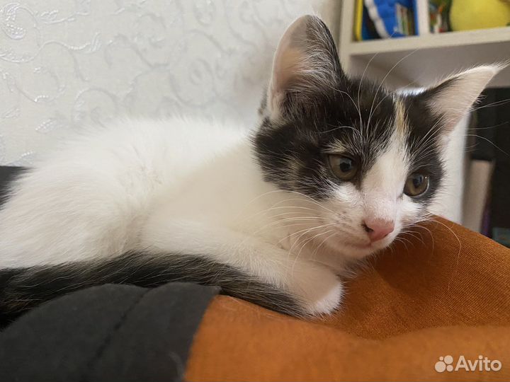 Котенок в добрые руки