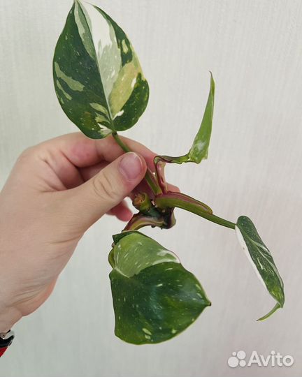 Филодендрон Белая принцесса