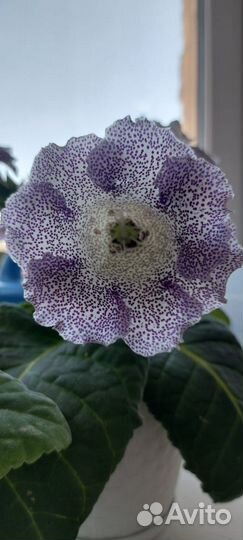 Глоксинии семена