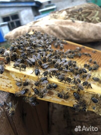 Пчеломатки среднерусской породы