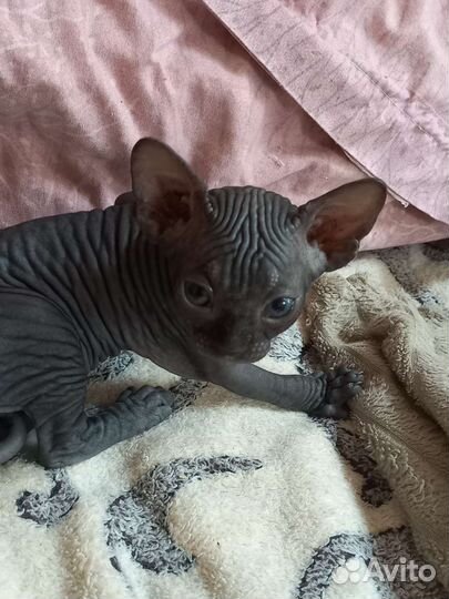 Канадский сфинкс котенок девочка