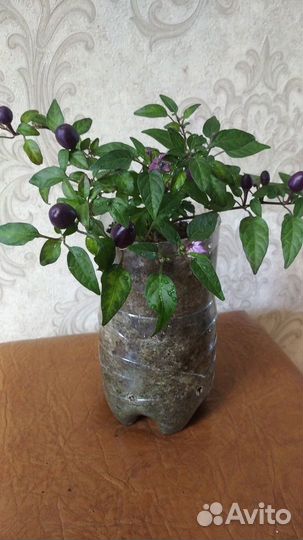 Перец острый, декоративный, комнатный, многолетний