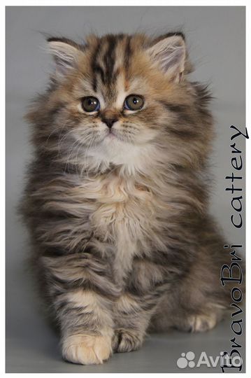 Котята британская короткошерстная и длинношерстная
