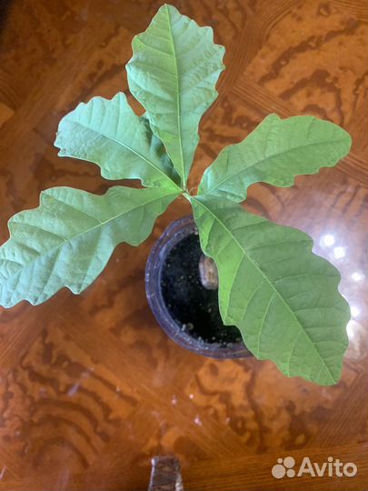 Саженец дуб