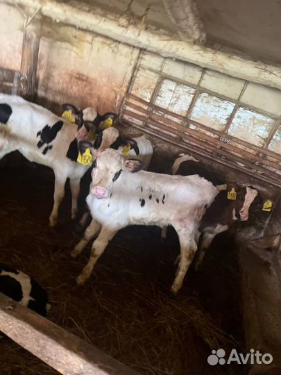 Телята бычки доставка