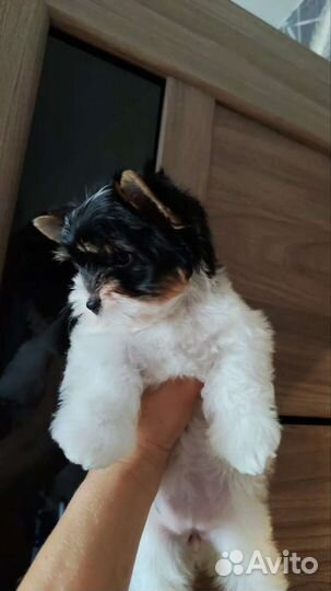 Шикарная бивер миничка