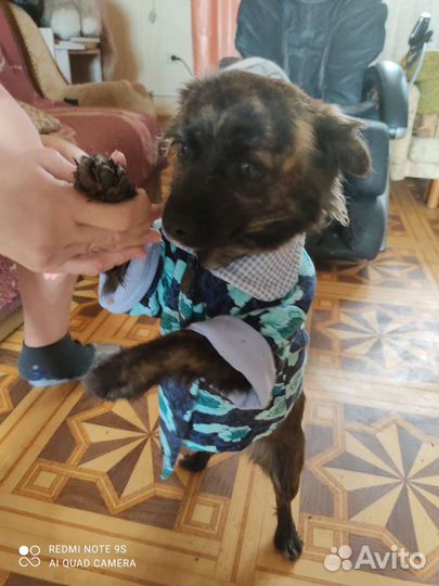 Одежда для маленьких собак