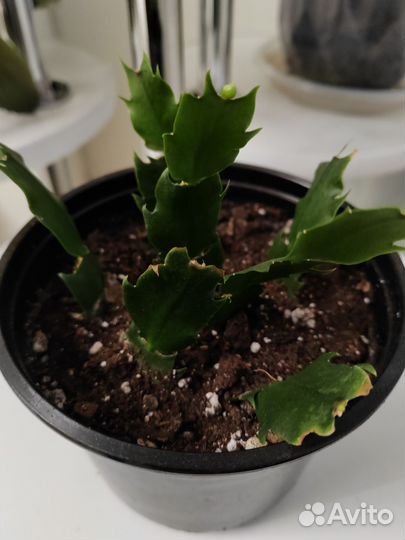 Декабрист белый