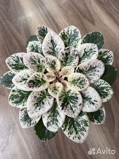 Сортовые фиалки