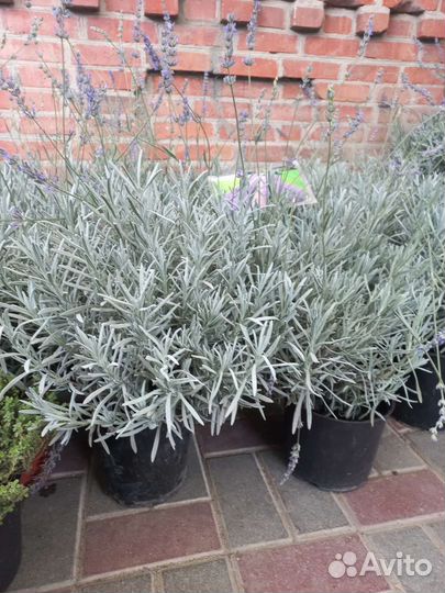 Лаванда саженцы