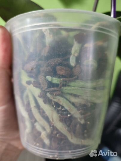 Орхидея фаленопсис