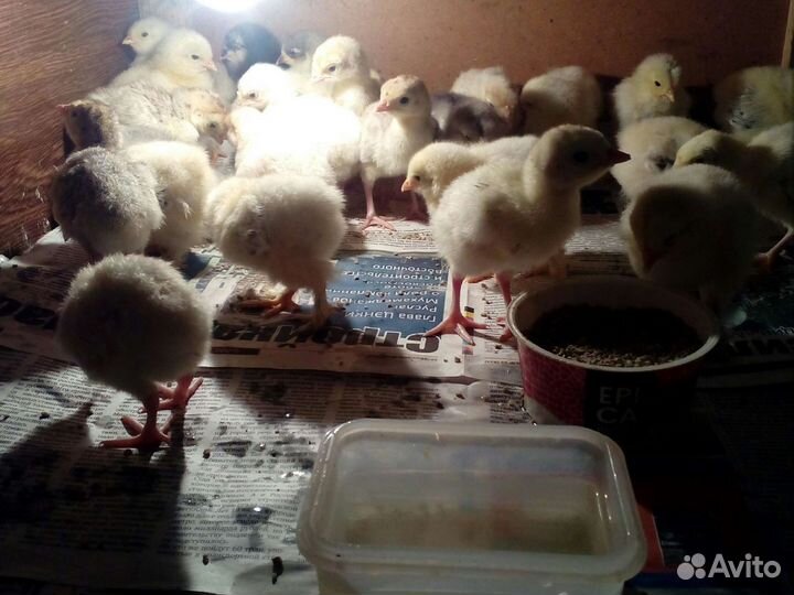 Индоутята,цыплята,индюшата