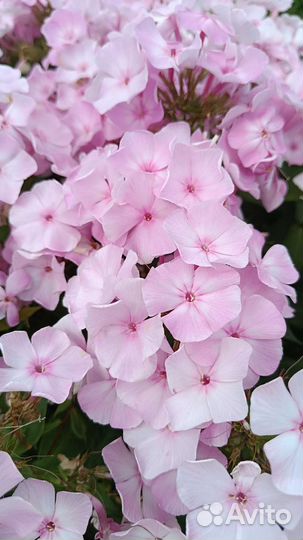 Сортовые флоксы продам