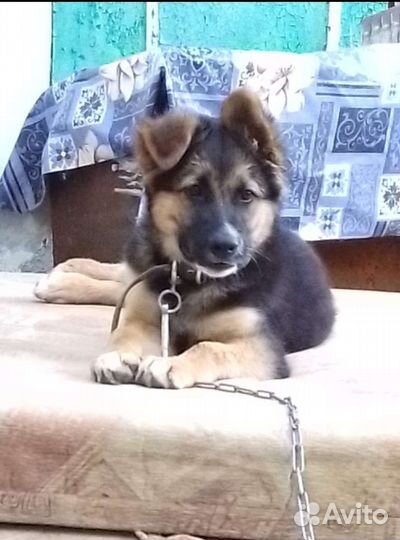 Метис овчарки бесплатно