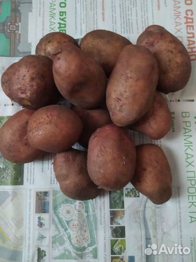 Продам картофель крупный домашний