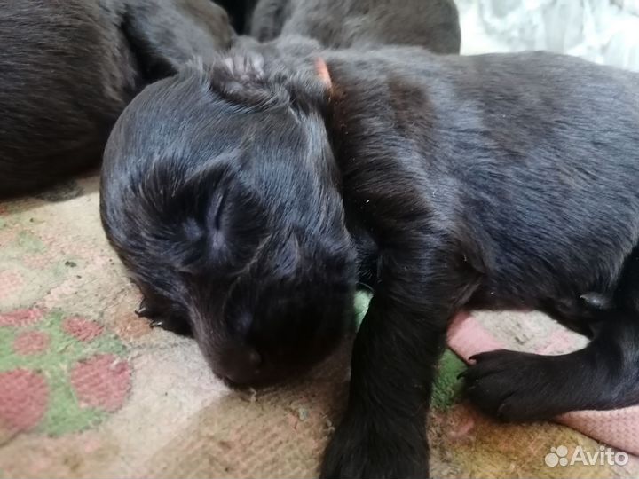 Прямошерстный ретривер