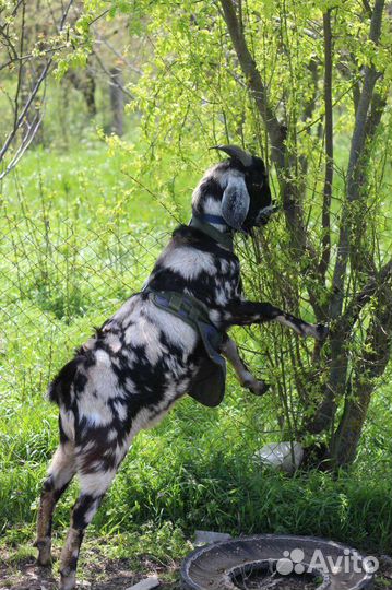 Англо нубийский козел