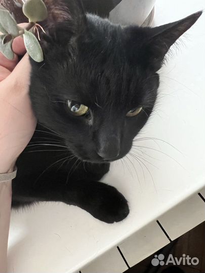 Котик в добрые руки