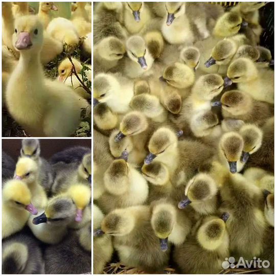 Цыплята бройлеры,индюшата,утята