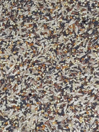 Канареечная смесь