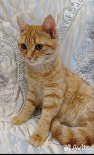 Солнечная кошечка Симона,11мес,вам на счастье