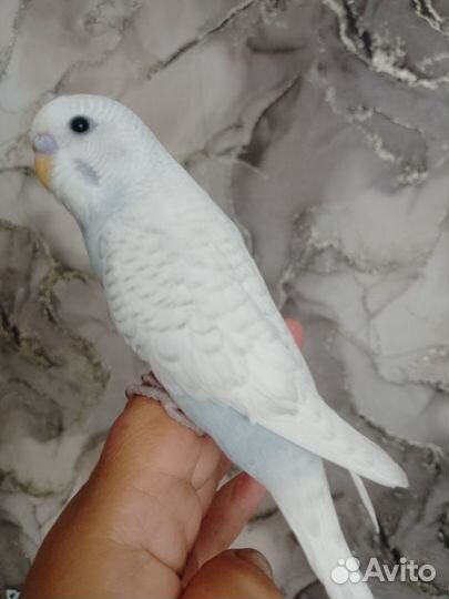 Волнистый попугай