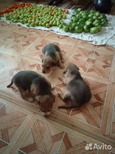 Щенок русской гончей