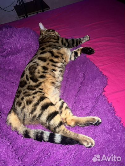 Бенгальские котята
