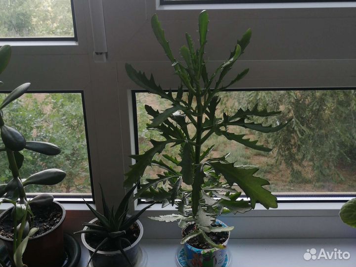 Комнатные растения:хойя,фиалка,алоэ,денежное дер