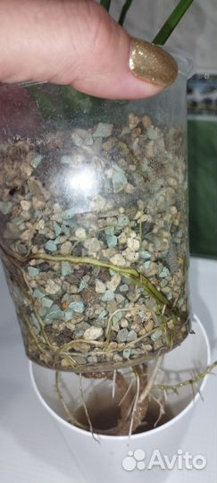 Спатифиллум Сити Ангел