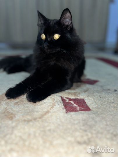 Кошки