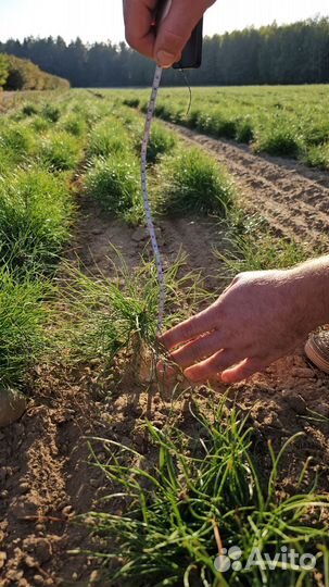 Саженцы сосны обыкновенной окс