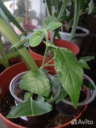 Белопероне