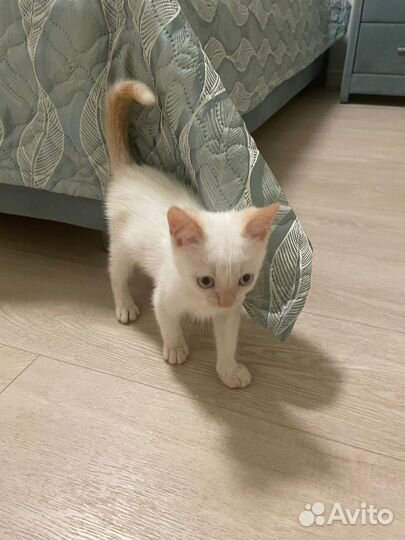 Кошка в дар