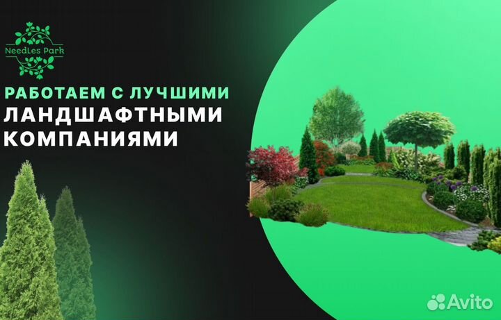 Туя брабант