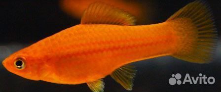 Аквариумные рыбки