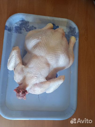 Мясо домашних кур бройлеров